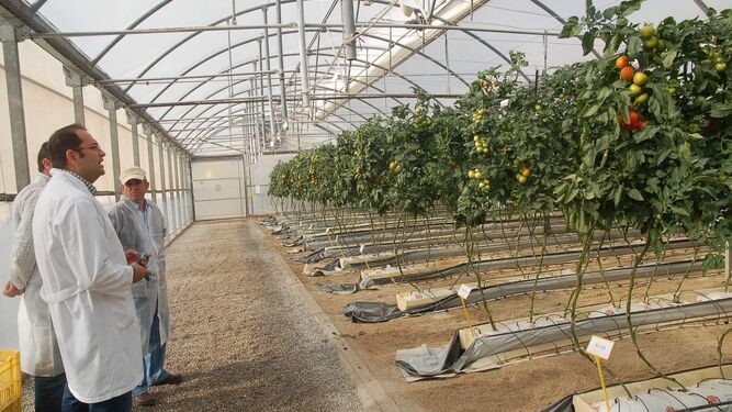 Agricultores en invernaderos